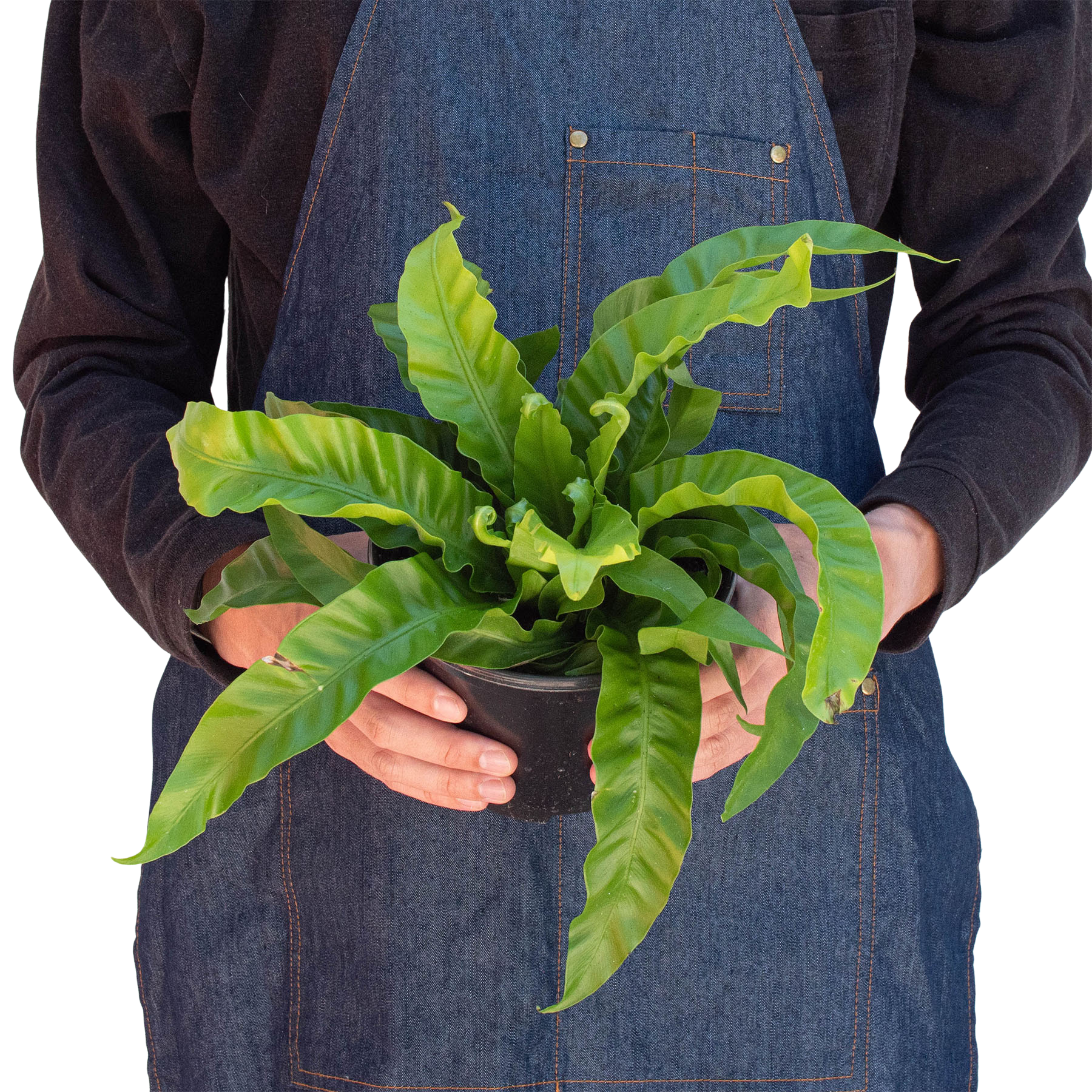 Hurricane Bird Nest Fern