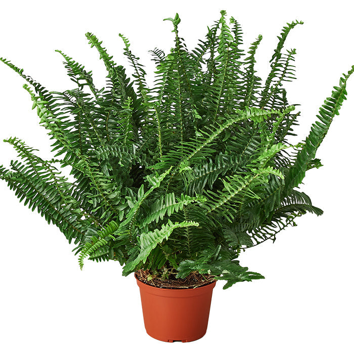 Fern 'Jester's Crown'