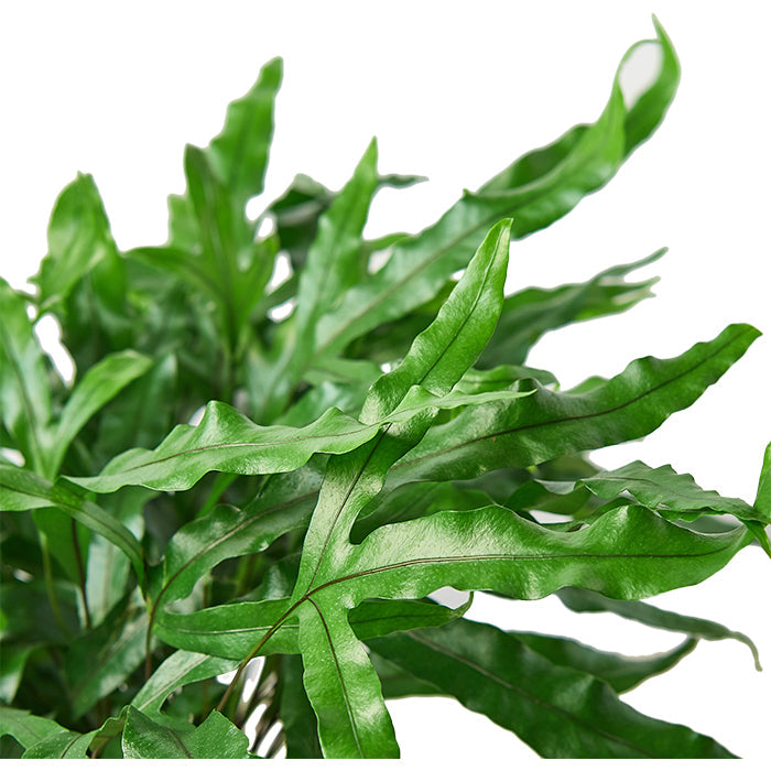 Fern 'Kangaroo Paw'