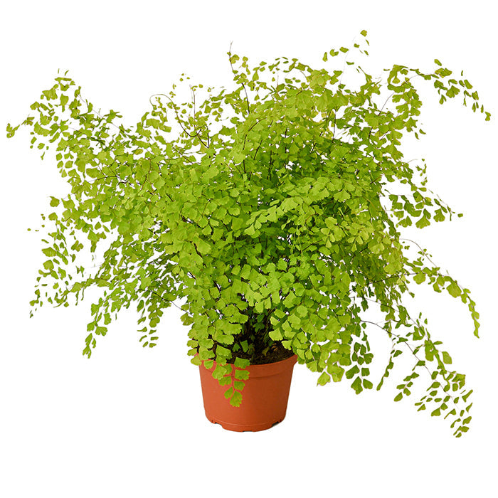 Fern 'Maidenhair'