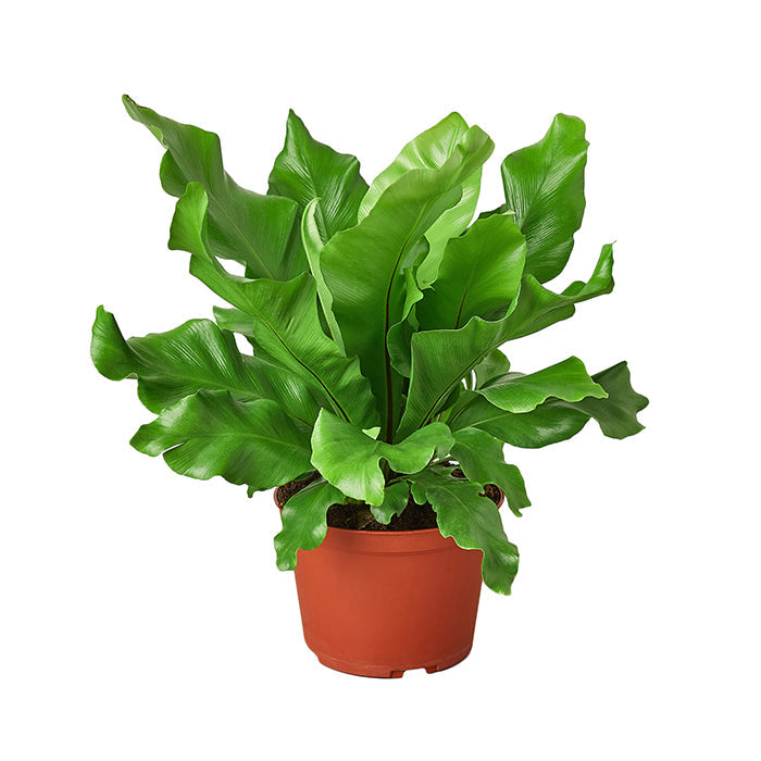 Fern 'Nidus'