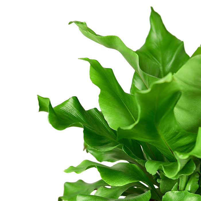 Fern 'Nidus'