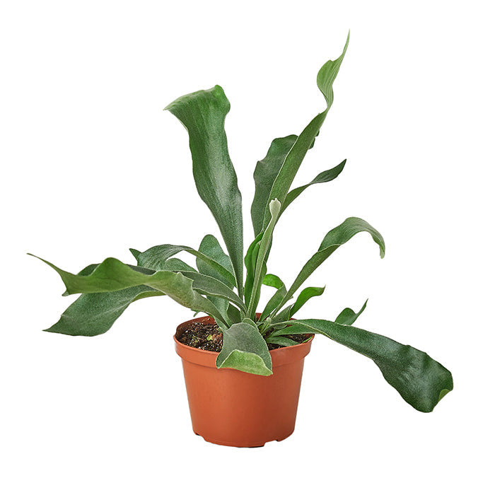 Fern 'Staghorn'