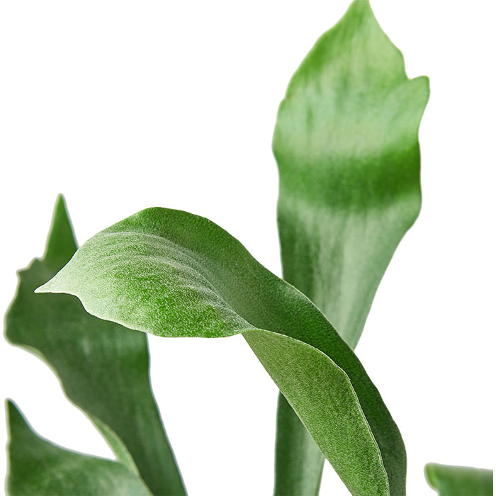 Fern 'Staghorn'