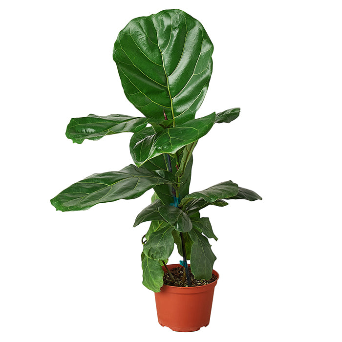 Ficus Lyrata