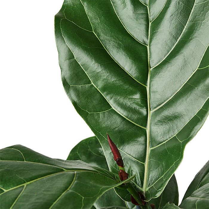 Ficus Lyrata