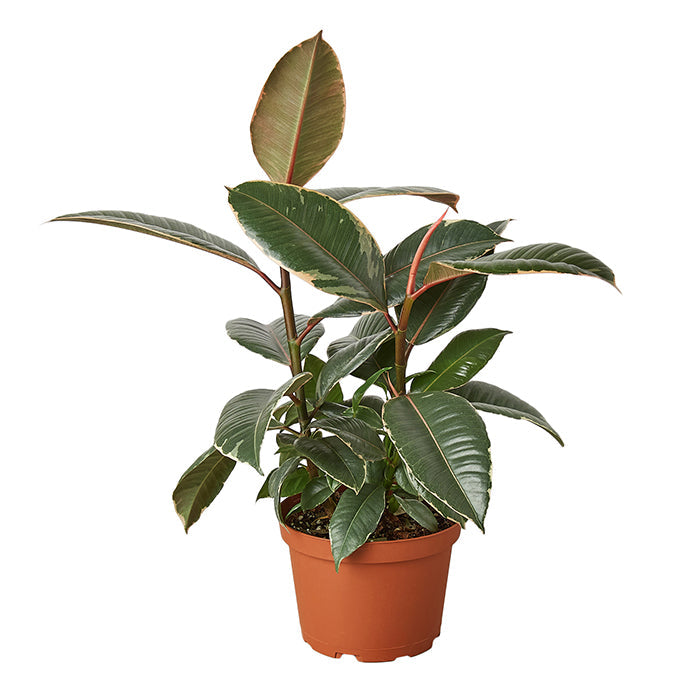 Ficus 'Tineke'