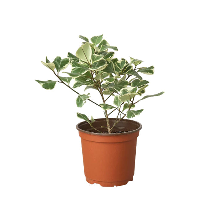 Ficus 'Triangularis Variegated'