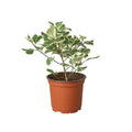 Ficus 'Triangularis Variegated'