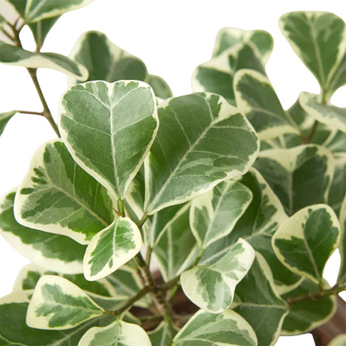Ficus 'Triangularis Variegated'