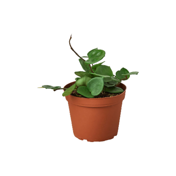 Hoya 'Chelsea'