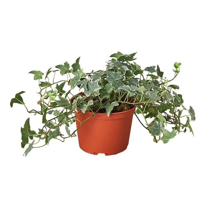 English Ivy 'Glacier'