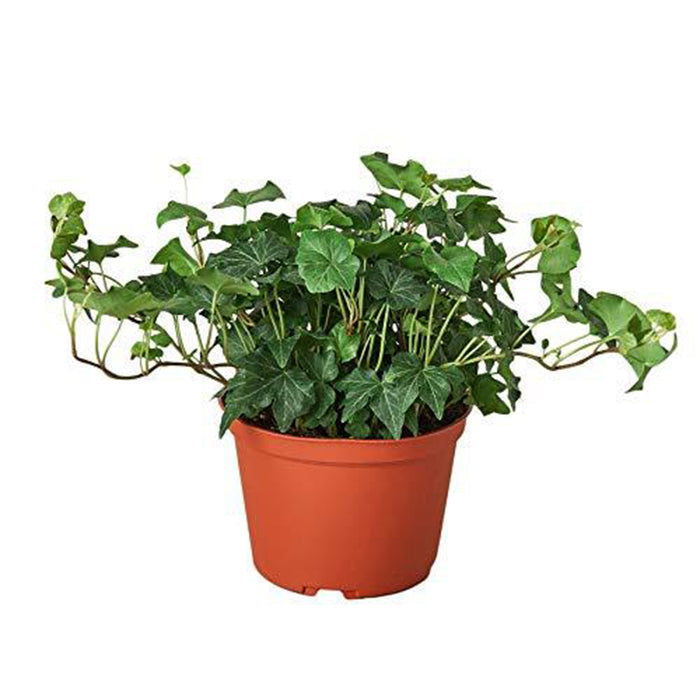 Ivy 'Green California'