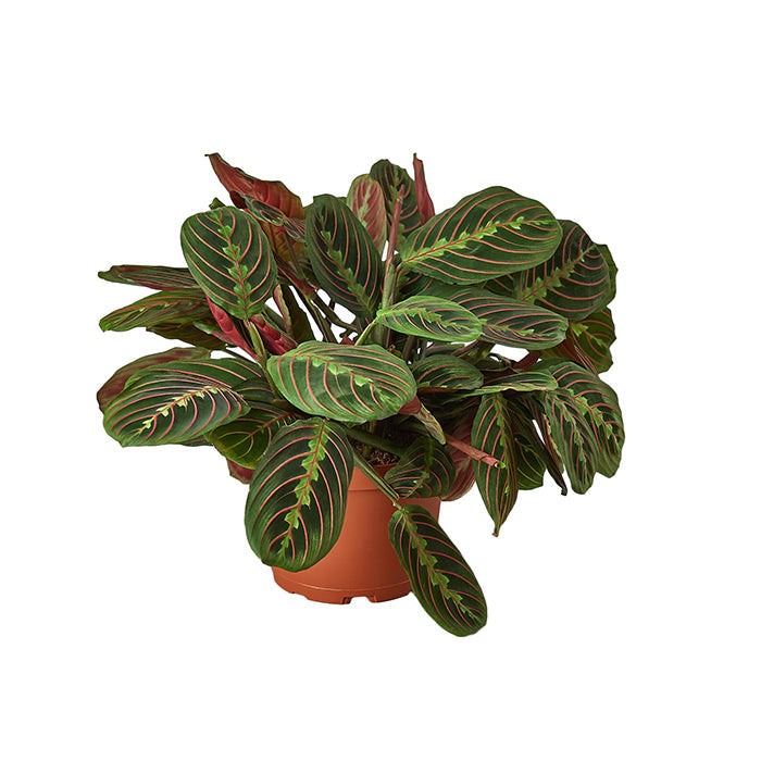 Maranta ‘Red Prayer’