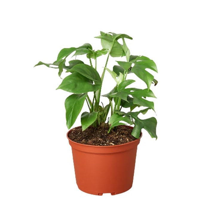 Monstera 'Minima'