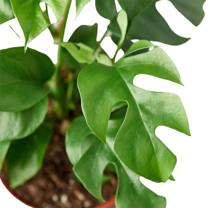 Monstera 'Minima'