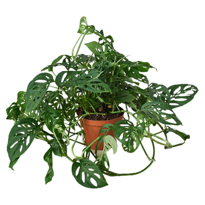 Monstera 'Swiss Cheese Vine'