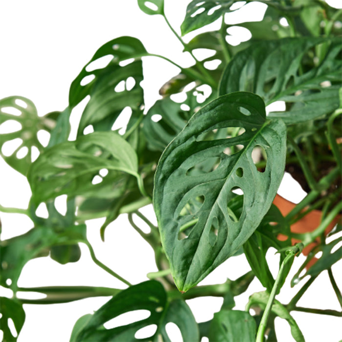 Monstera 'Swiss Cheese Vine'