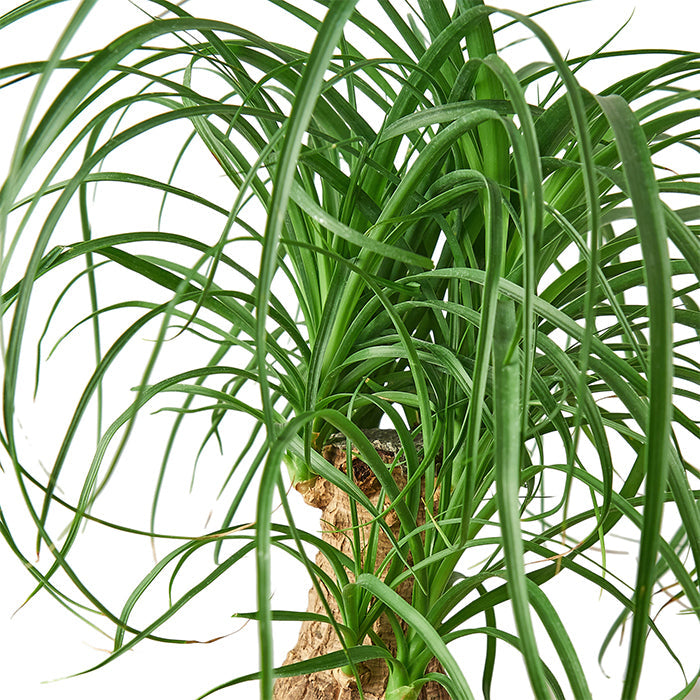 Ponytail Palm