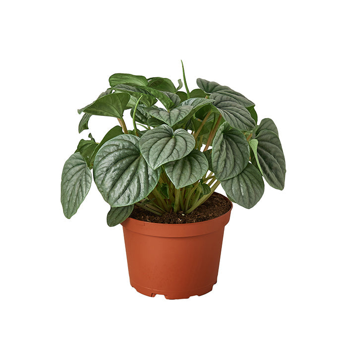 Peperomia 'Frost'