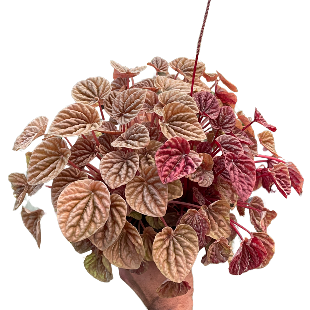 Peperomia 'Quito'