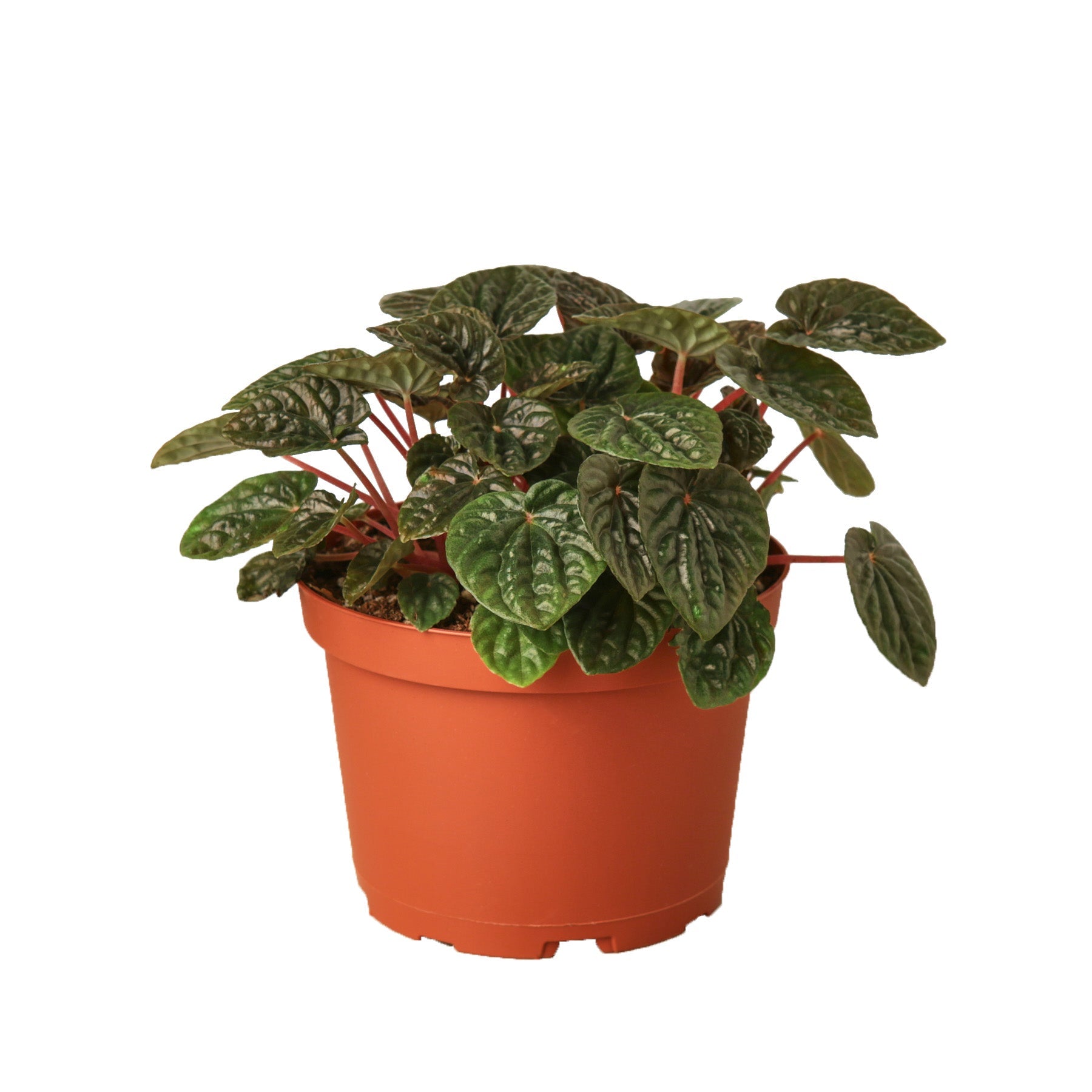 Peperomia 'Ripple Red'