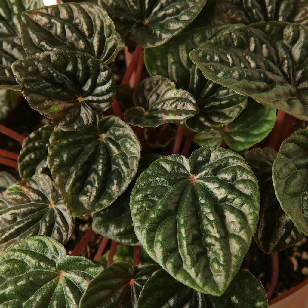 Peperomia 'Ripple Red'