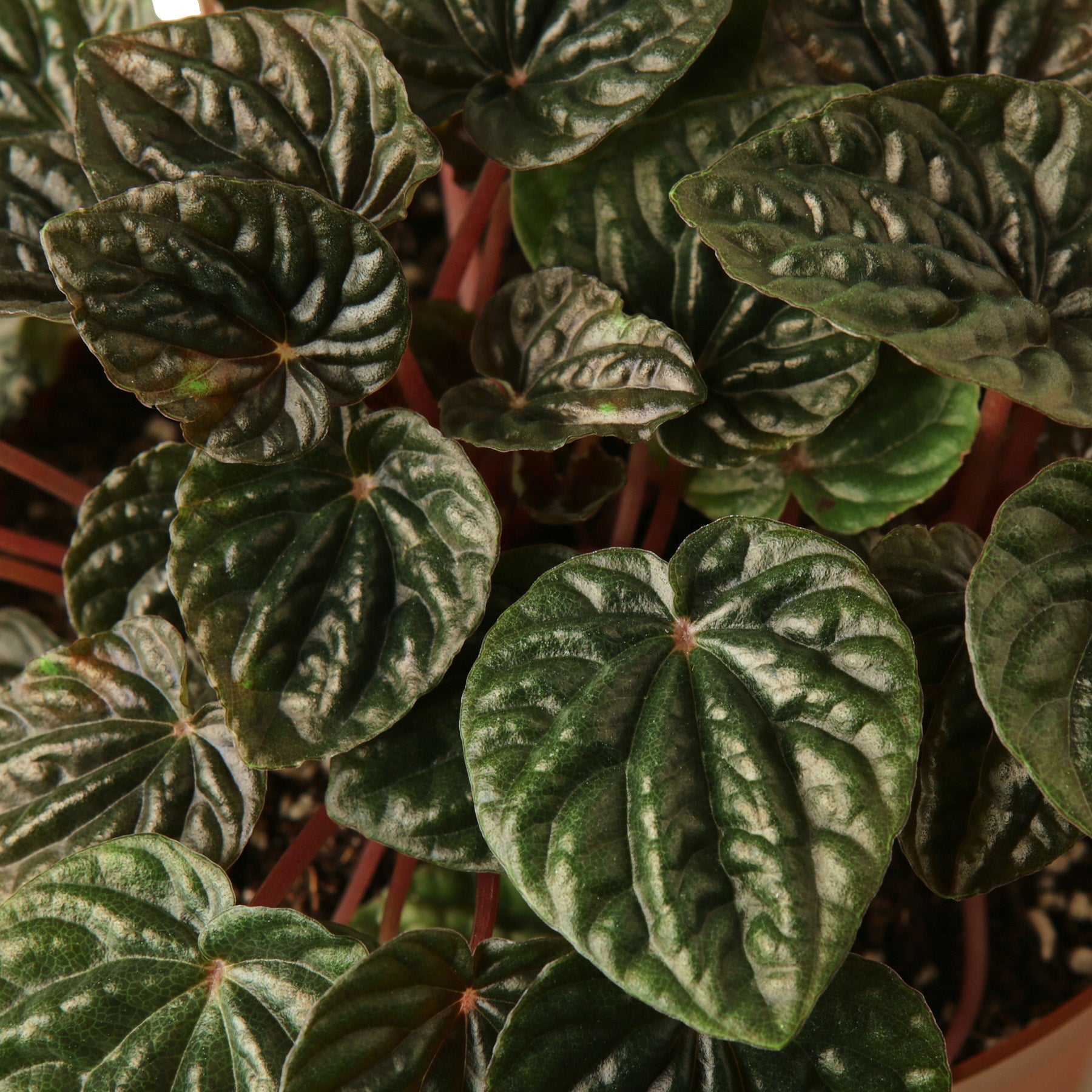 Peperomia 'Ripple Red'