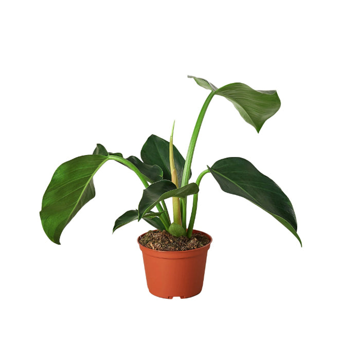 Philodendron 'Congo Green'