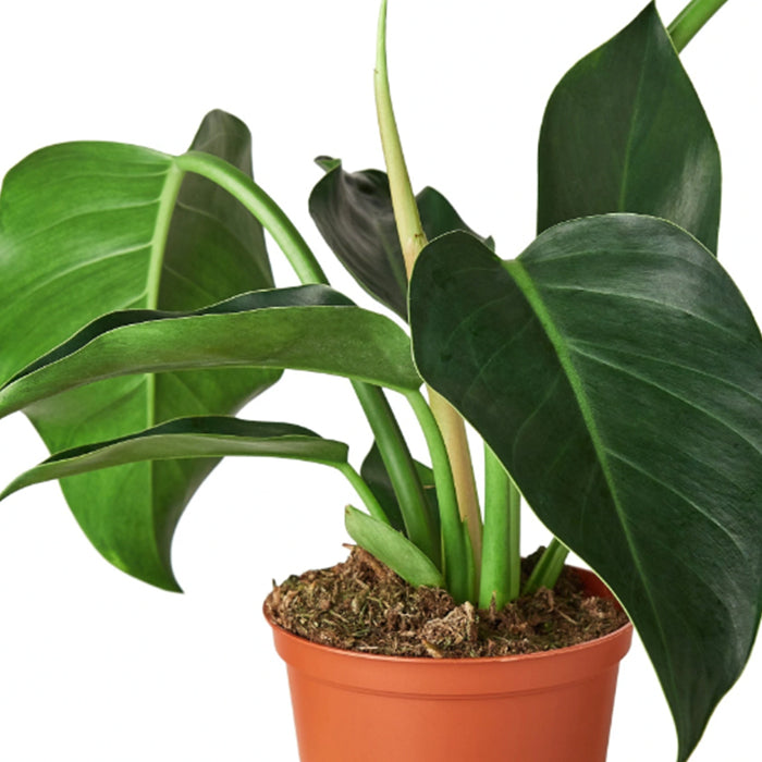 Philodendron 'Congo Green'