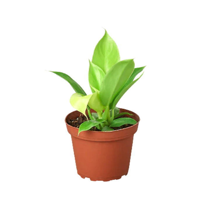 Philodendron 'Moonlight'
