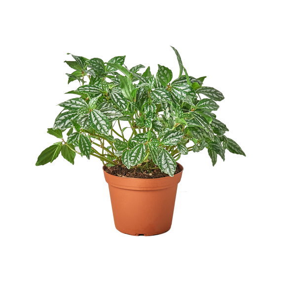 Pilea 'Aluminum'