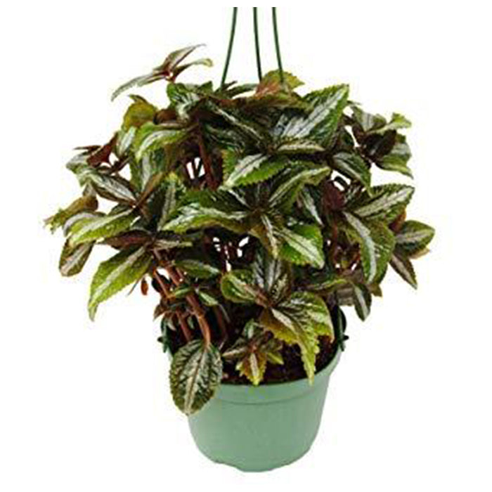 Pilea 'Bronze'