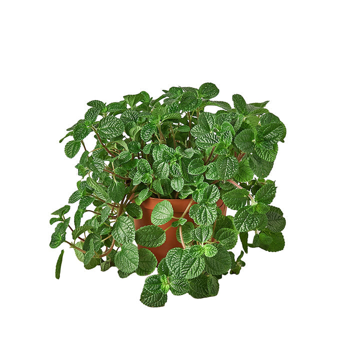 Pilea 'Creeping Charlie'