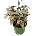 Pilea 'Ellen'