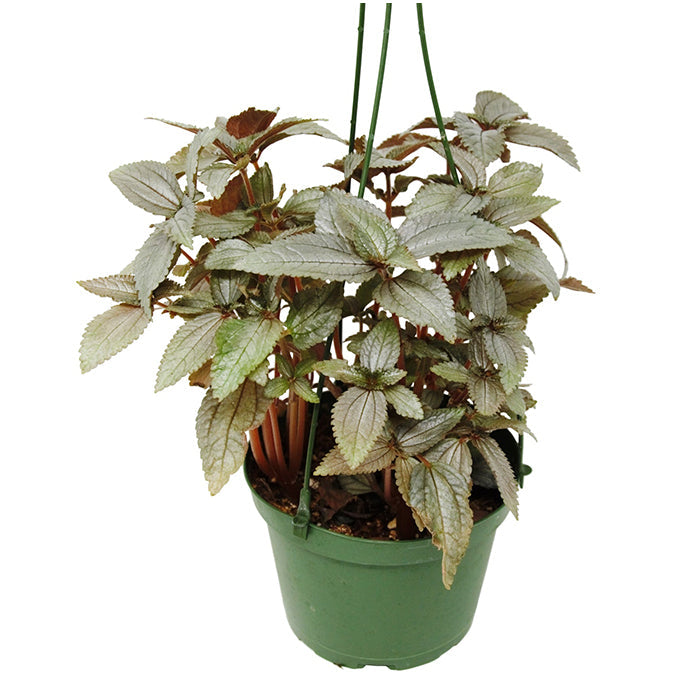 Pilea 'Ellen'