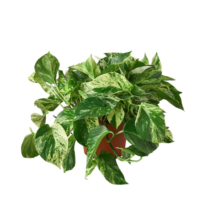 Pothos 'Marble Queen'