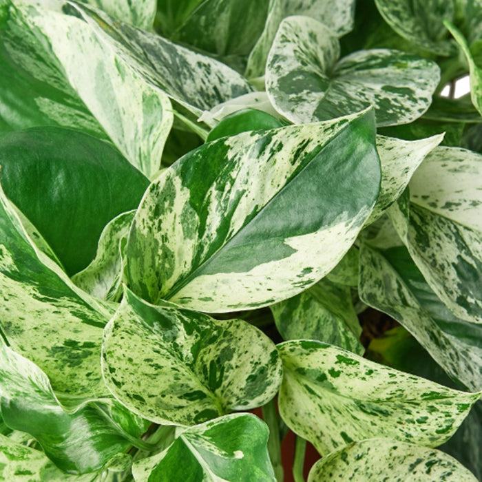 Pothos 'Marble Queen'