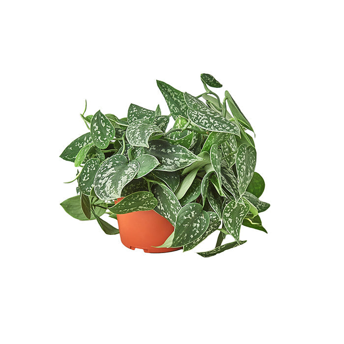 Pothos 'Satin'