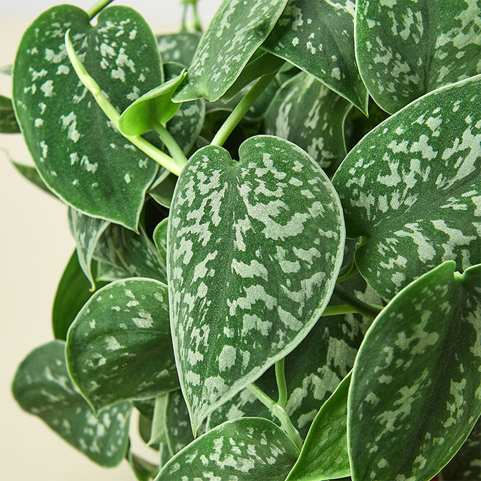 Pothos 'Satin'
