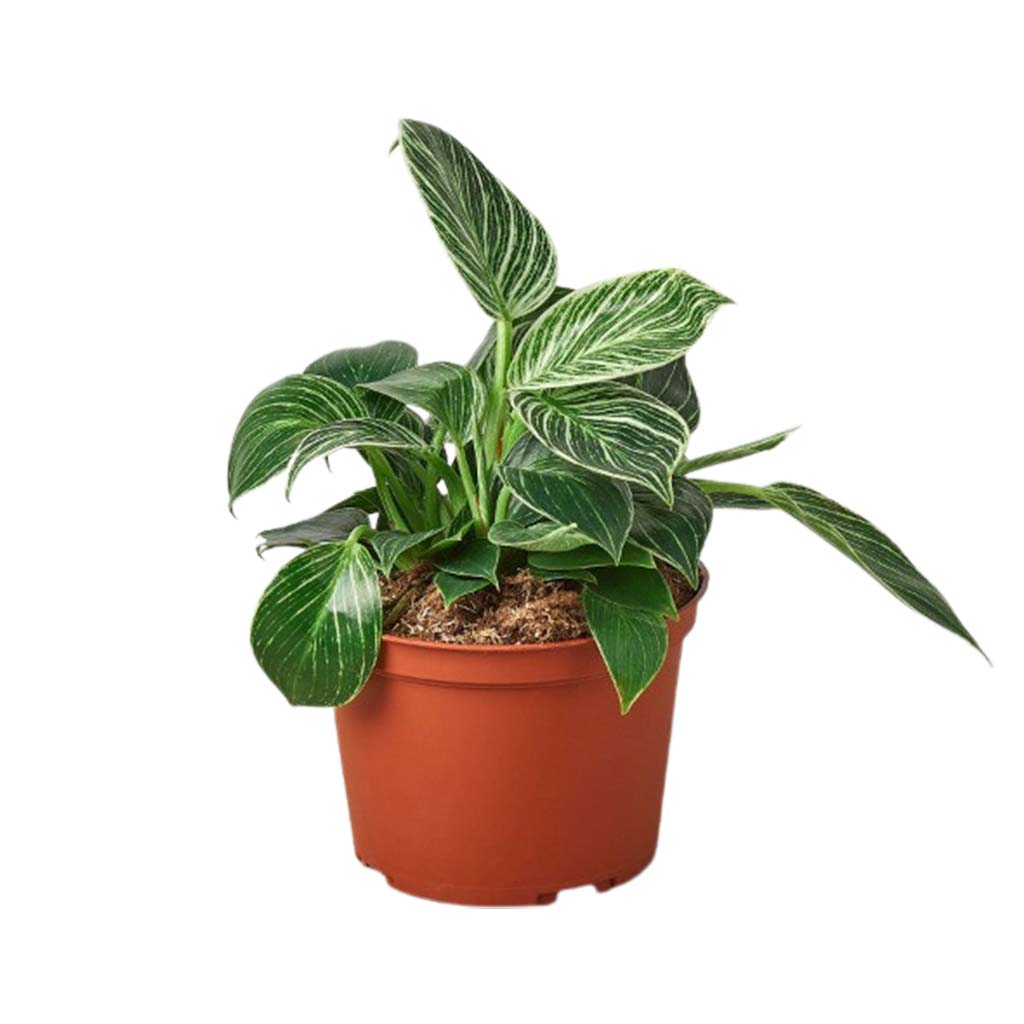 Philodendron 'Birkin'