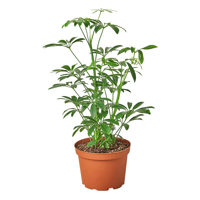 Schefflera 'Arboricola'