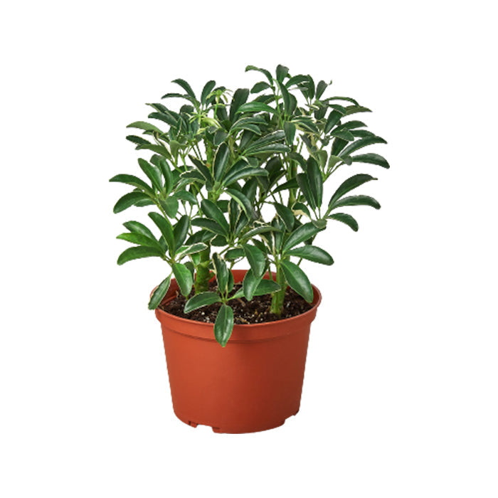 Schefflera 'Moondrop'