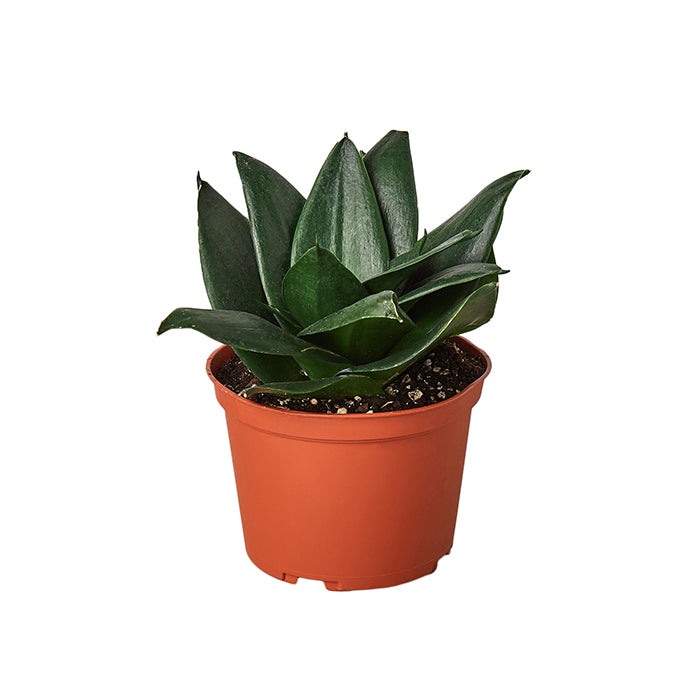 Snake Plant 'Jade Star'