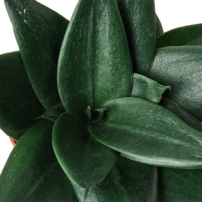 Snake Plant 'Jade Star'