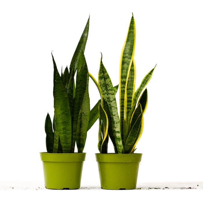 Snake Plant Variety Bundle