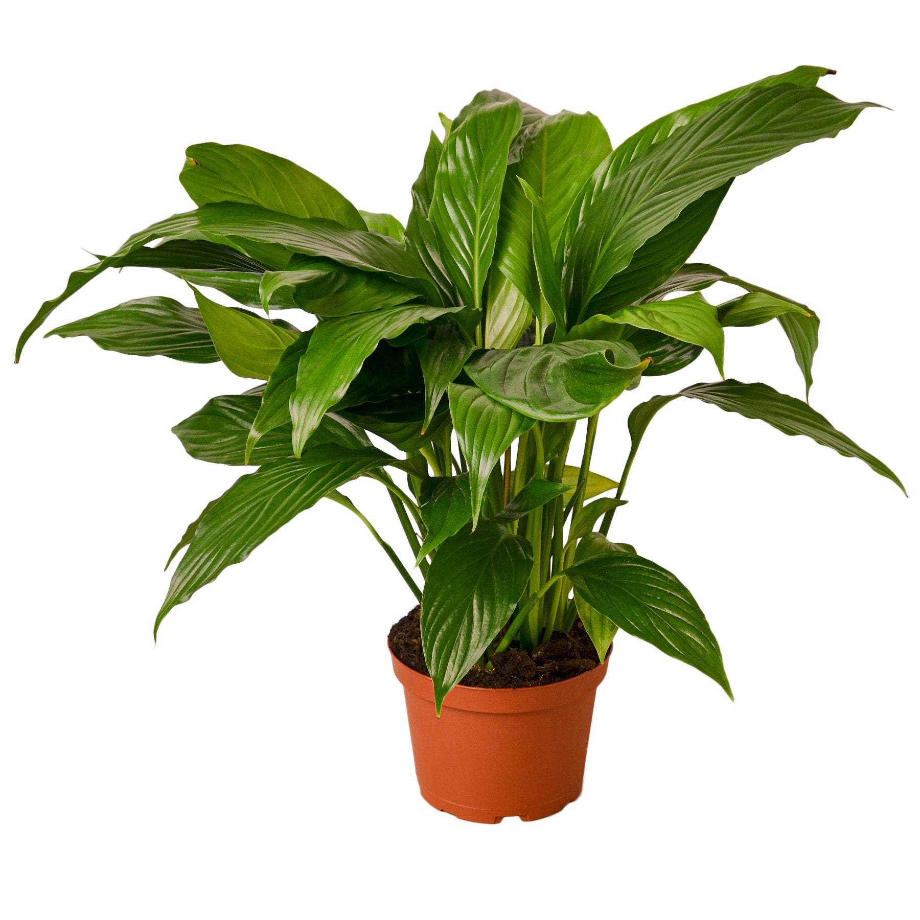 Spathiphyllum 'Green'