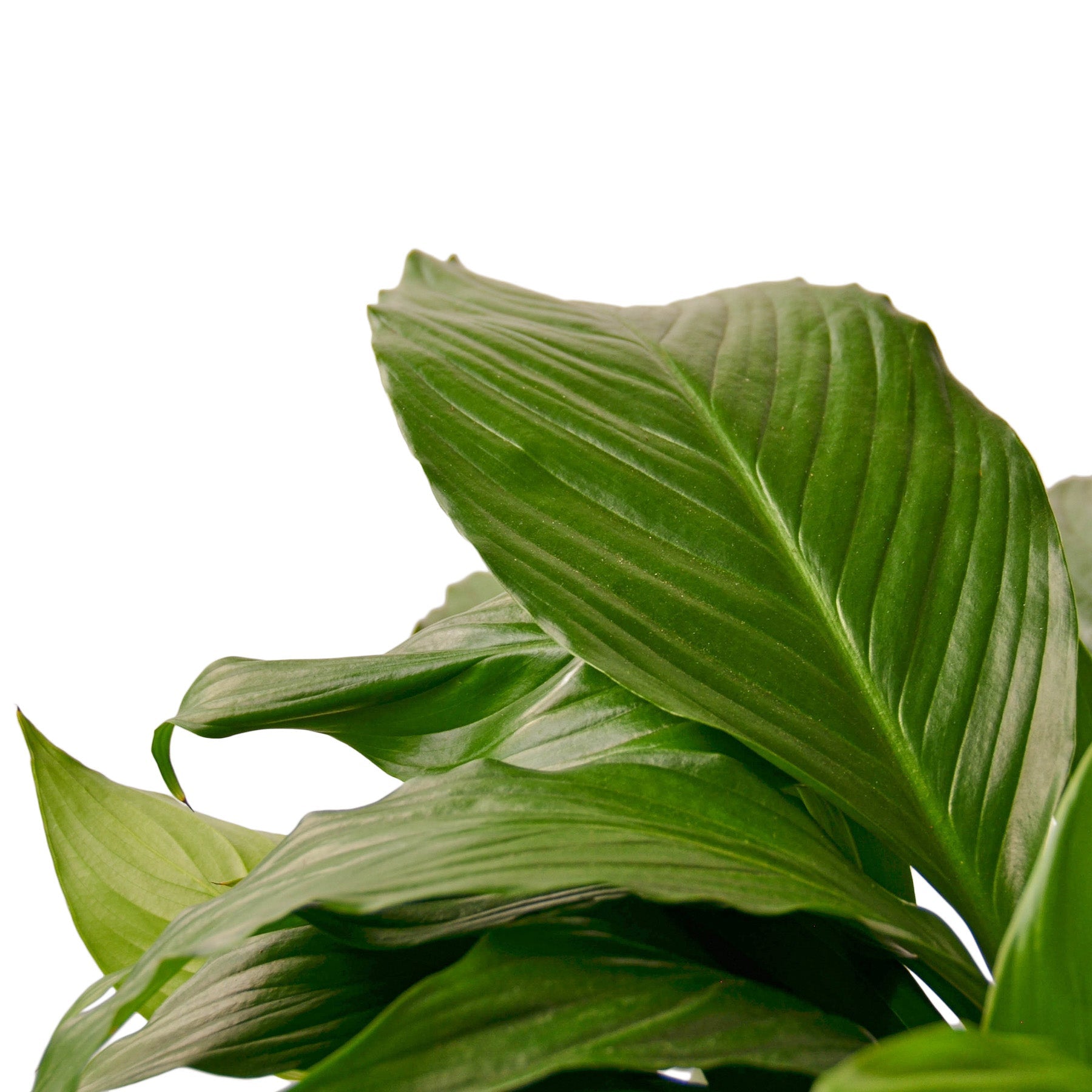 Spathiphyllum 'Green'