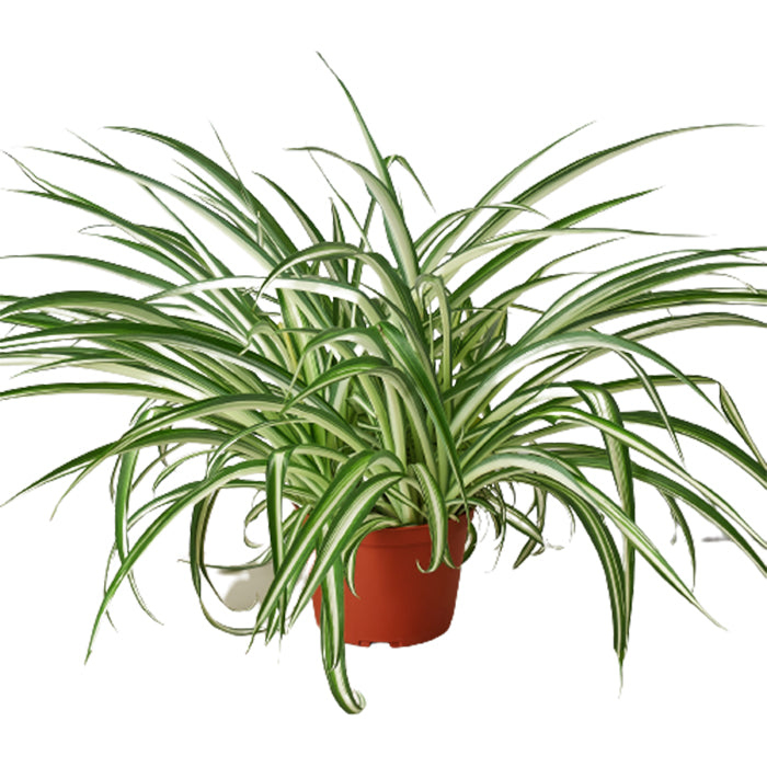 Spider Plant 'Reverse'