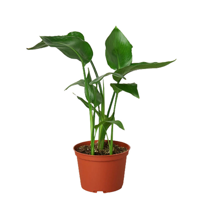 Strelitzia 'Bird of Paradise'